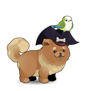 Chow Chow Pirate