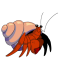 Hermit Crab