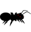 Formiga Negra Esfomeada do Demonio Revestida de Negro